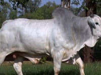 Lote 129