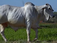 Lote 482