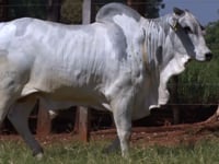 Lote 286