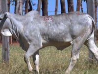 Lote 139