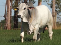 Lote S11