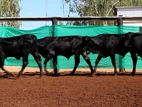 Lote 02