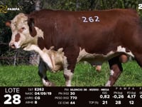 Lote 28 (262)