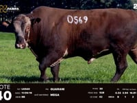 Lote 40