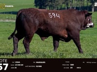 Lote 57 (594)