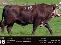 Lote 56 (475)