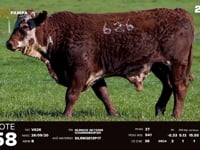 Lote 58 (626)