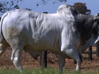Lote 172