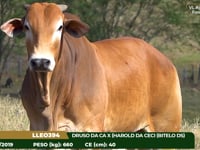 Lote 33