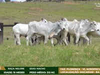 Lote 02C