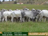 Lote 04C