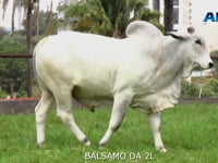 BALSAMO DA 2L