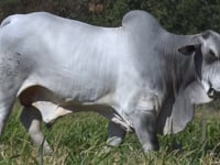 Lote 80
