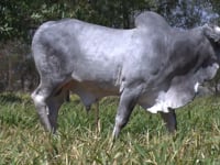 Lote 64