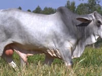 Lote 108