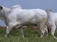 Lote 33