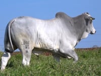 Lote 22