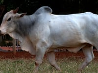 Lote 12