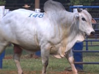 Lote 148