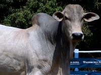 Lote 32