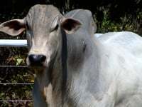Lote 28
