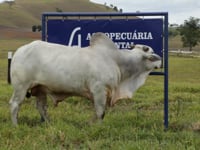 Lote 38