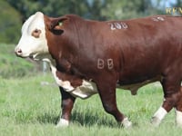 Lote 09 - TAT X208