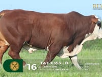 Lote 16 - TAT X353