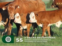 Lote 55