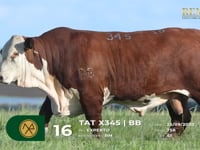 Lote 16 - TAT X345