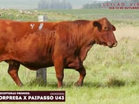 Lote 31