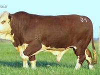 Lote 31