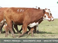 Lote 107