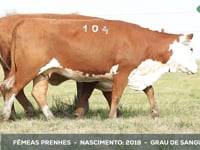 Lote 104