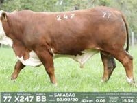 Lote 77 - X247