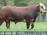 Lote 74 - X115