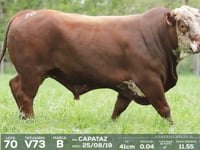 Lote 70 - V73