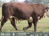 Lote 20