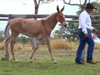 Lote 56