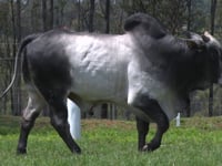 Lote 02