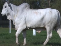 Lote 85