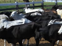 Lote 32