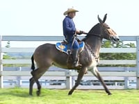 Lote 08