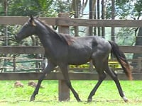 Lote 38