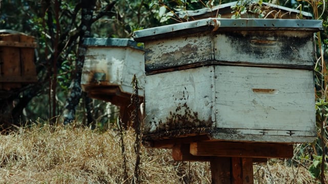 A STORY OF BEEKEEPING IN ELDAMA RAVINE | HIHEA