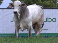 Lote 21