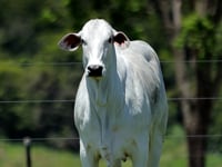 Lote 69