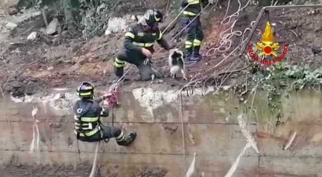 Video Marzano Cane Precipita In Una Vasca Profonda Salvato Dai