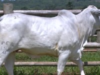 Lote 32