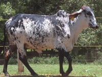 Lote 32